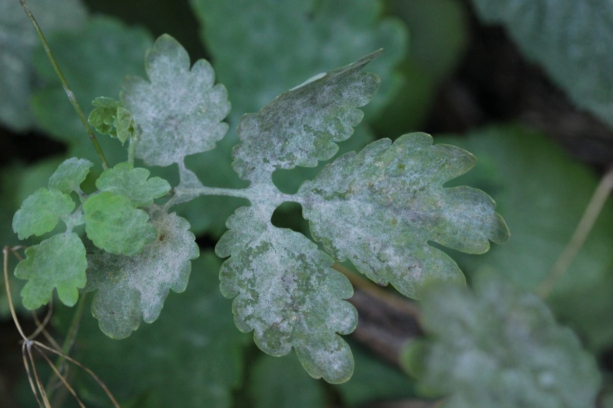 Rheinbogen Himmelgeist-0013.jpg