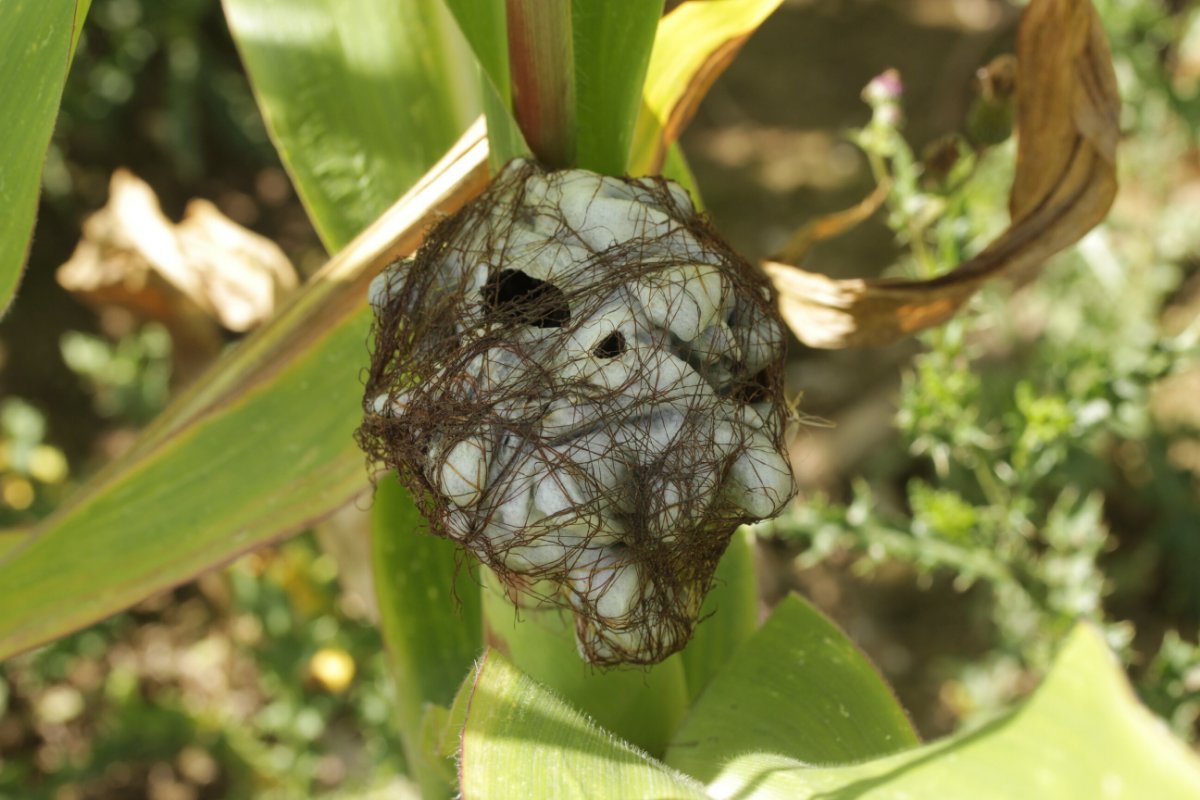 Rheinbogen Himmelgeist-0014.jpg