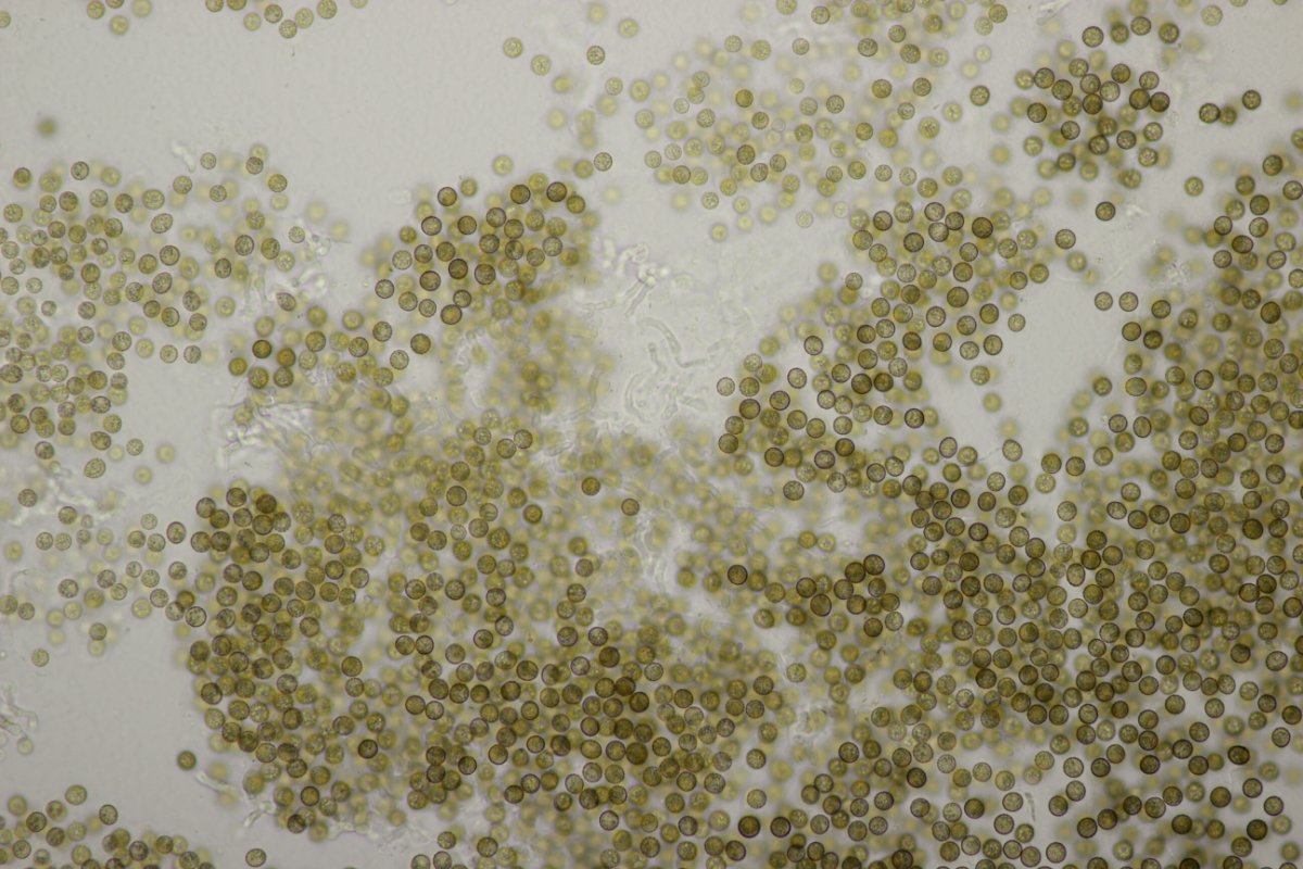 Rheinbogen Himmelgeist-0040.jpg