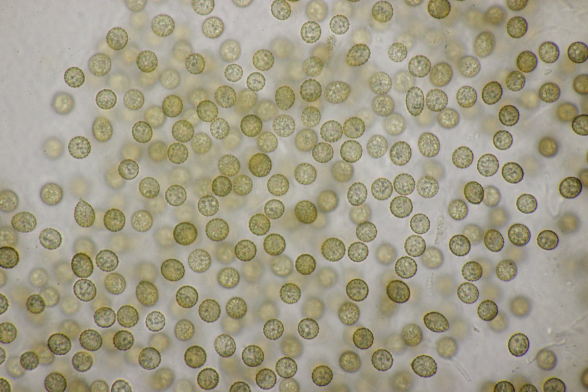 Rheinbogen Himmelgeist-0042.jpg