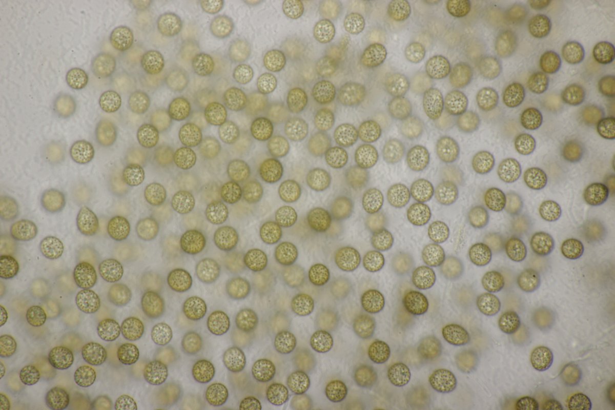 Rheinbogen Himmelgeist-0043.jpg