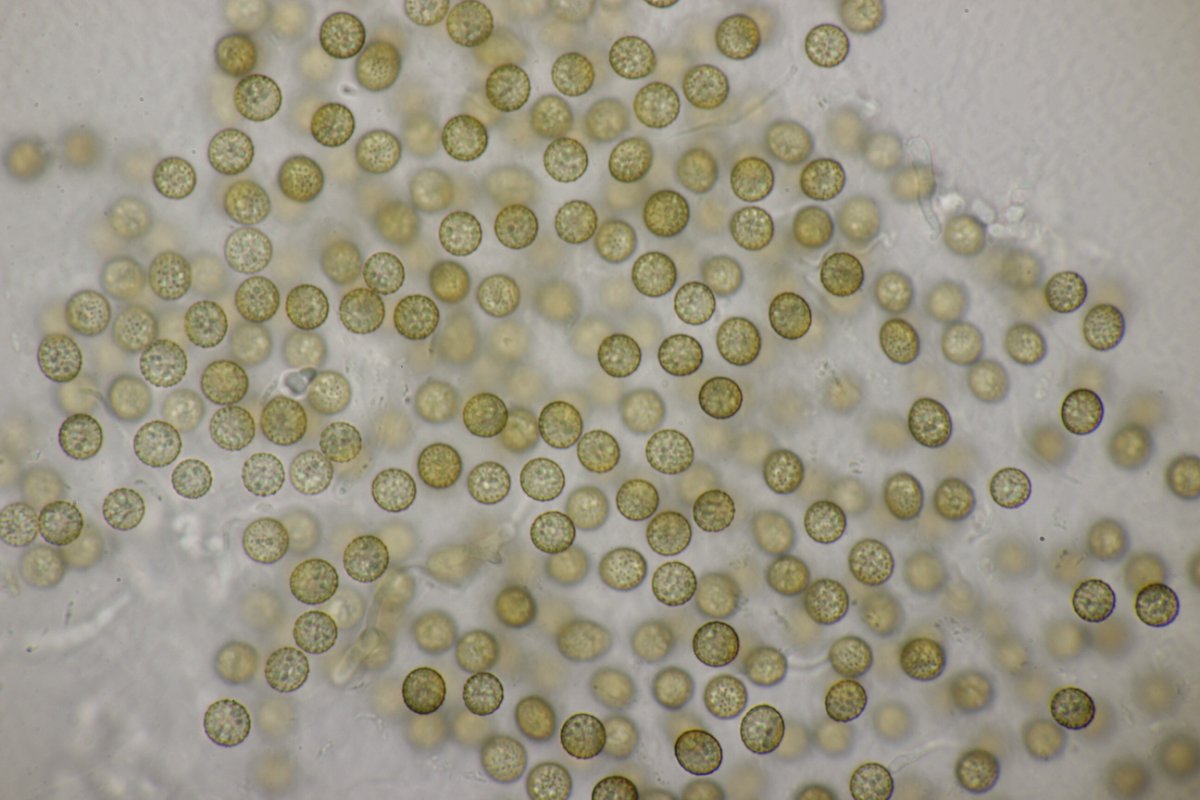 Rheinbogen Himmelgeist-0044.jpg