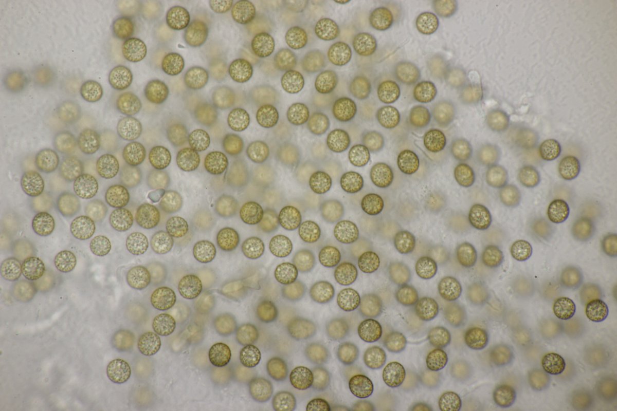 Rheinbogen Himmelgeist-0045.jpg