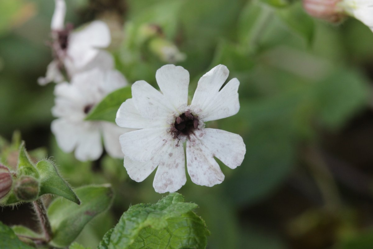 Rheinbogen Himmelgeist-0022.jpg