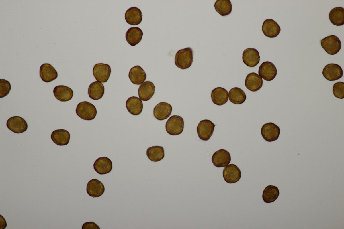 Rheinbogen Himmelgeist-0028.jpg