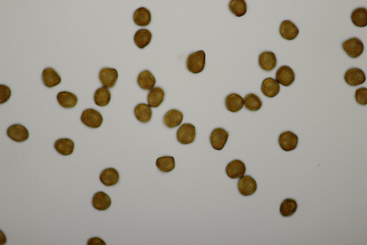 Rheinbogen Himmelgeist-0029.jpg