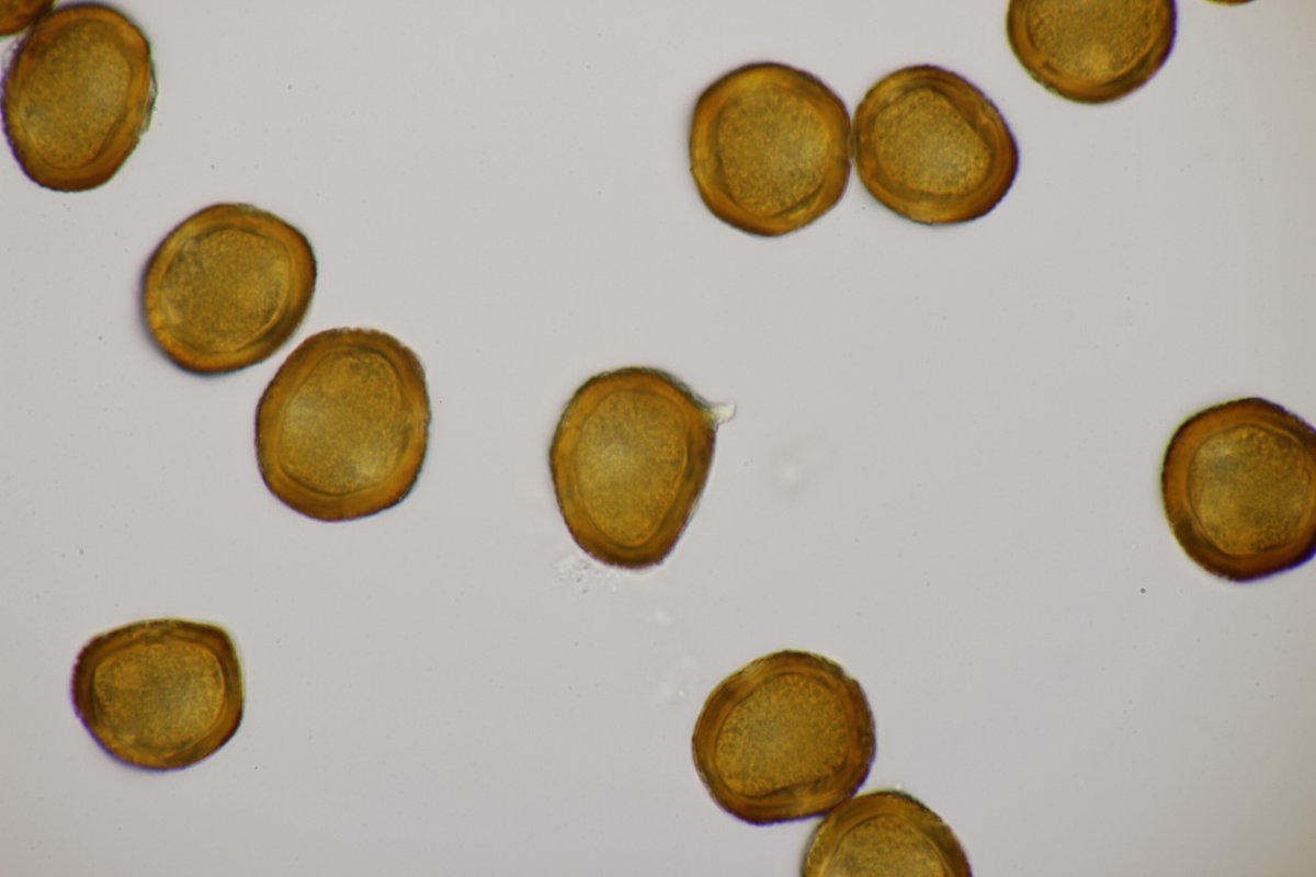 Rheinbogen Himmelgeist-0030.jpg