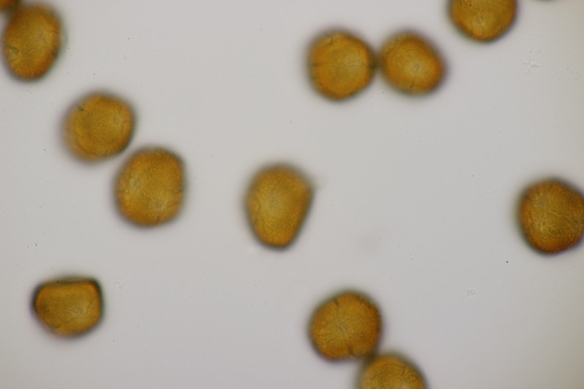 Rheinbogen Himmelgeist-0031.jpg