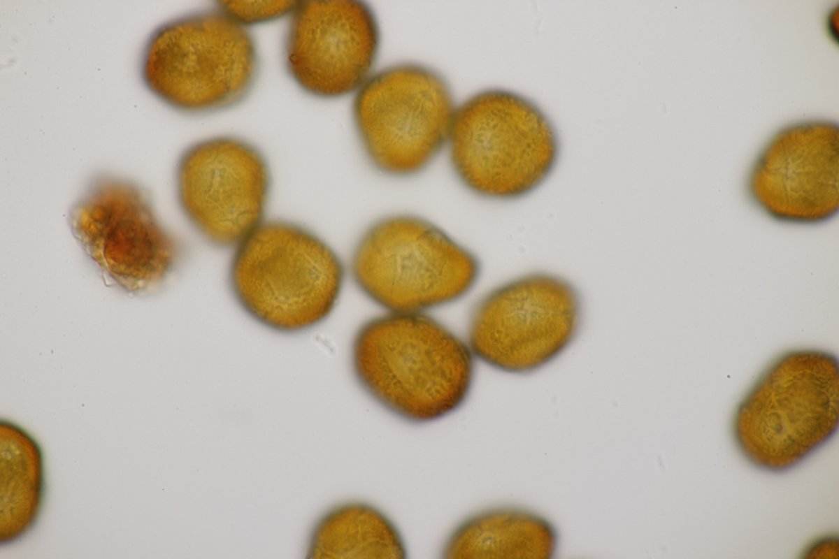 Rheinbogen Himmelgeist-0033.jpg