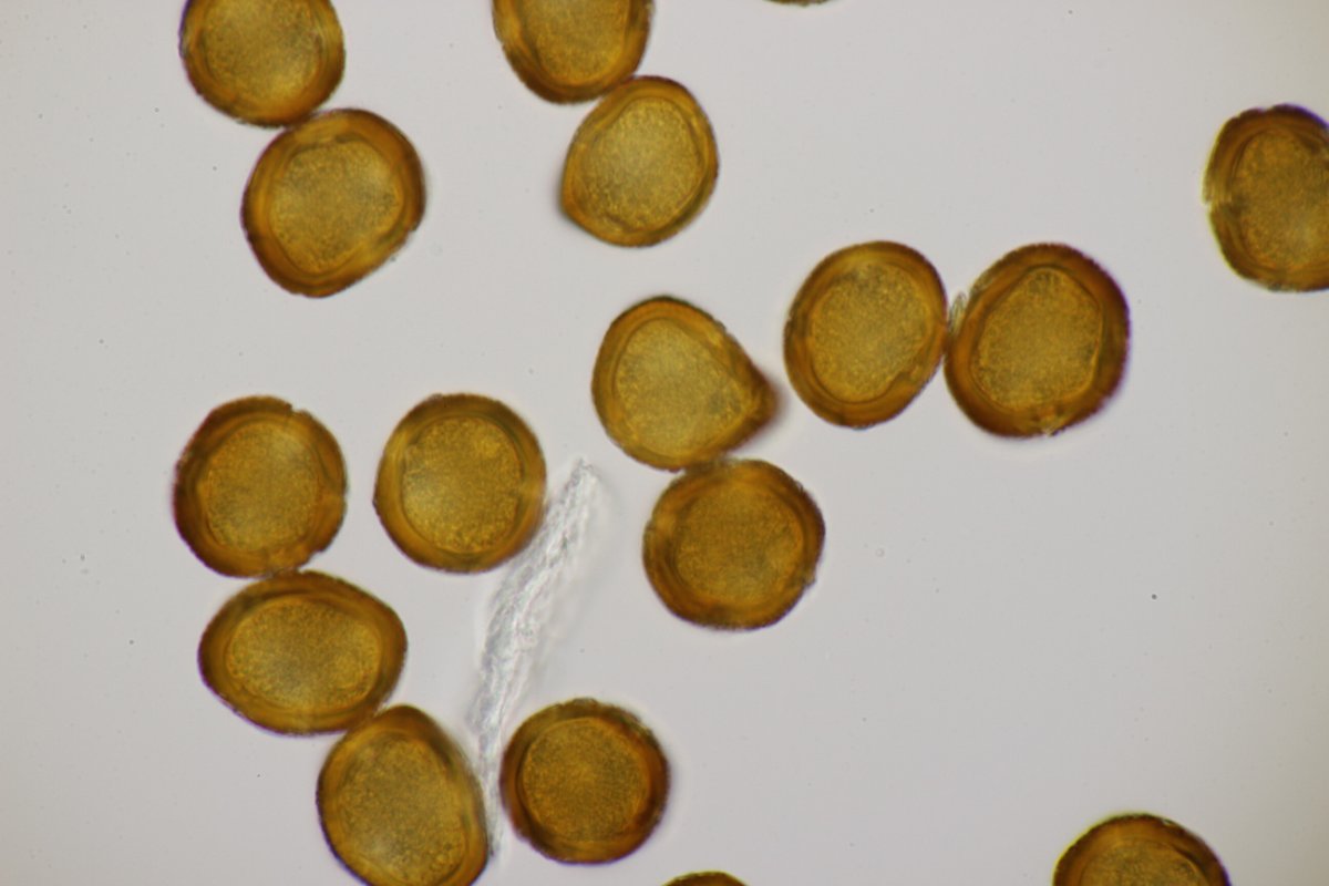 Rheinbogen Himmelgeist-0035.jpg