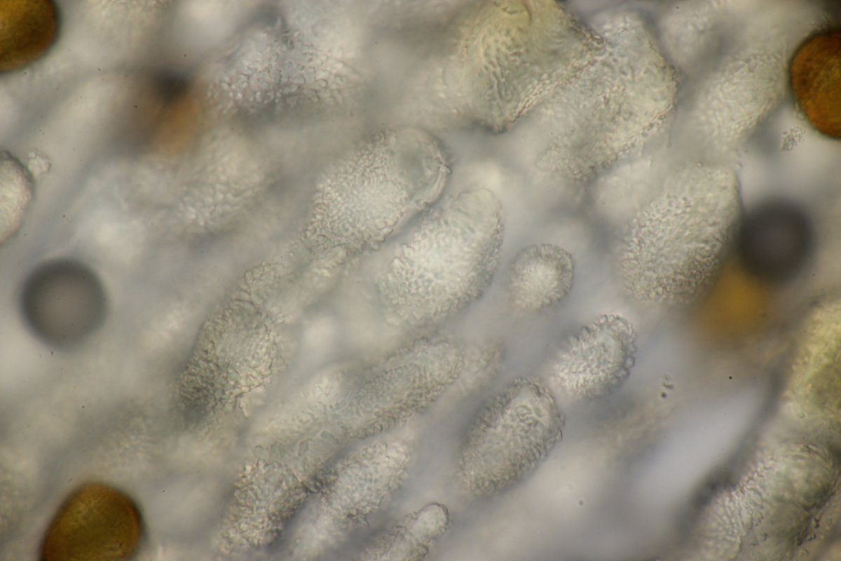 Rheinbogen Himmelgeist-0036.jpg