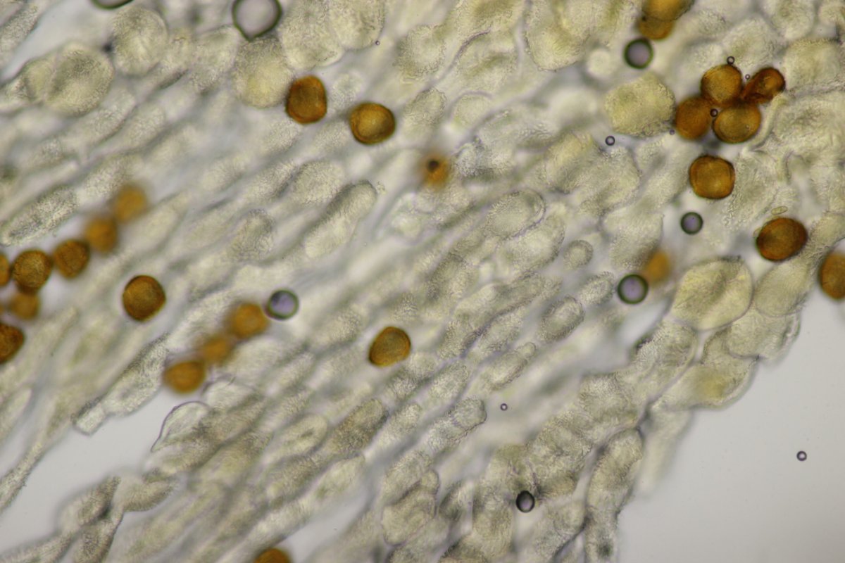 Rheinbogen Himmelgeist-0037.jpg