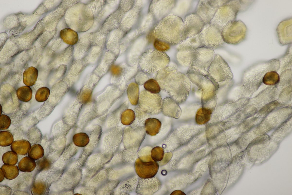 Rheinbogen Himmelgeist-0038.jpg