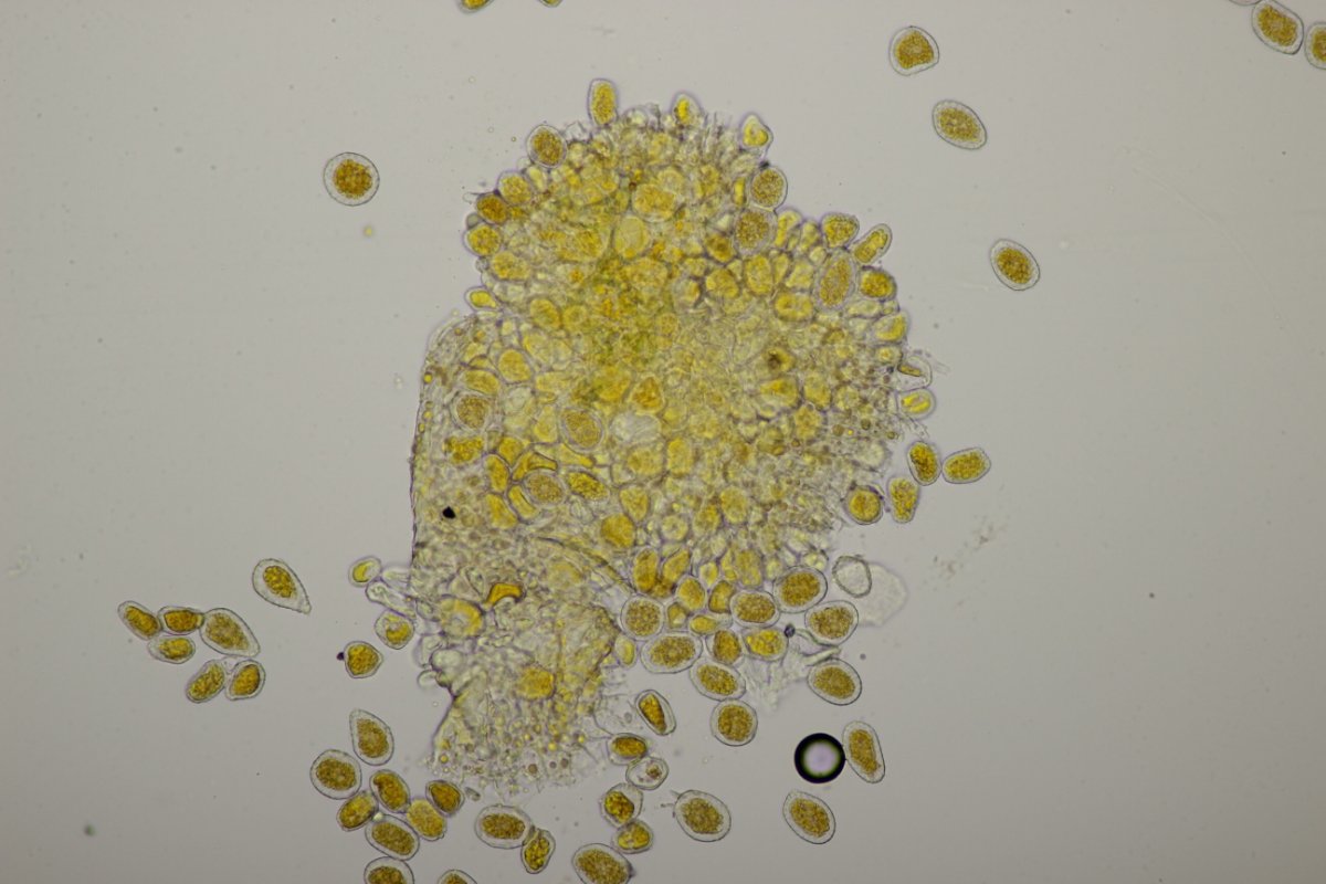 Botanischer Garten-0009.JPG