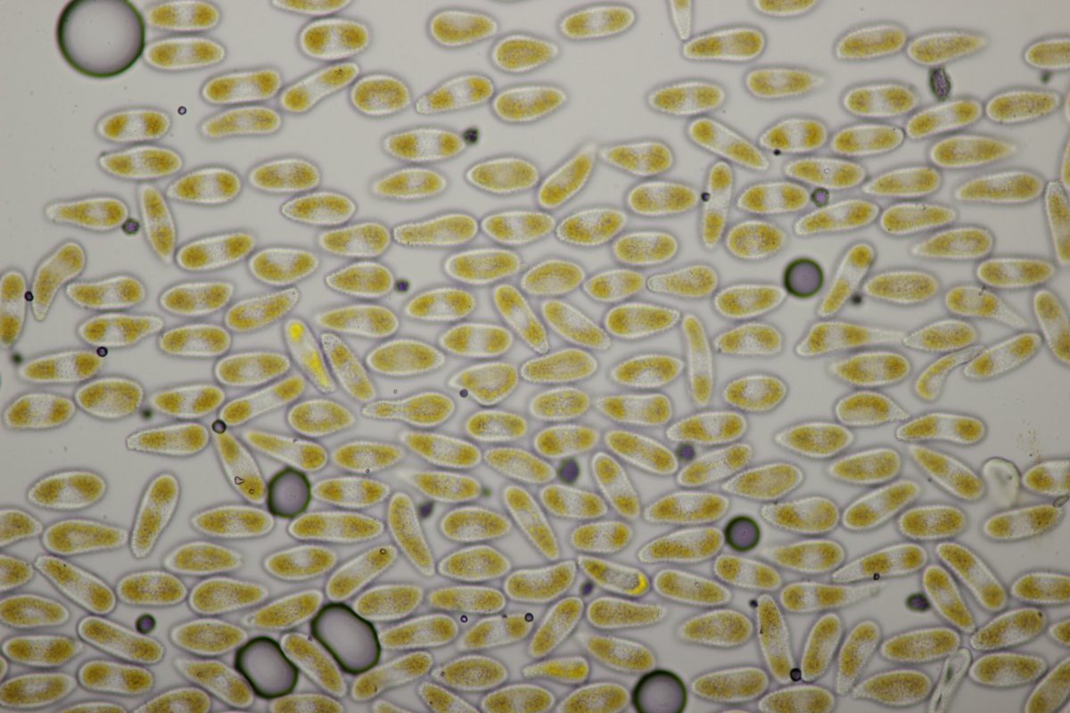 Zeche Zollverein-0082.JPG