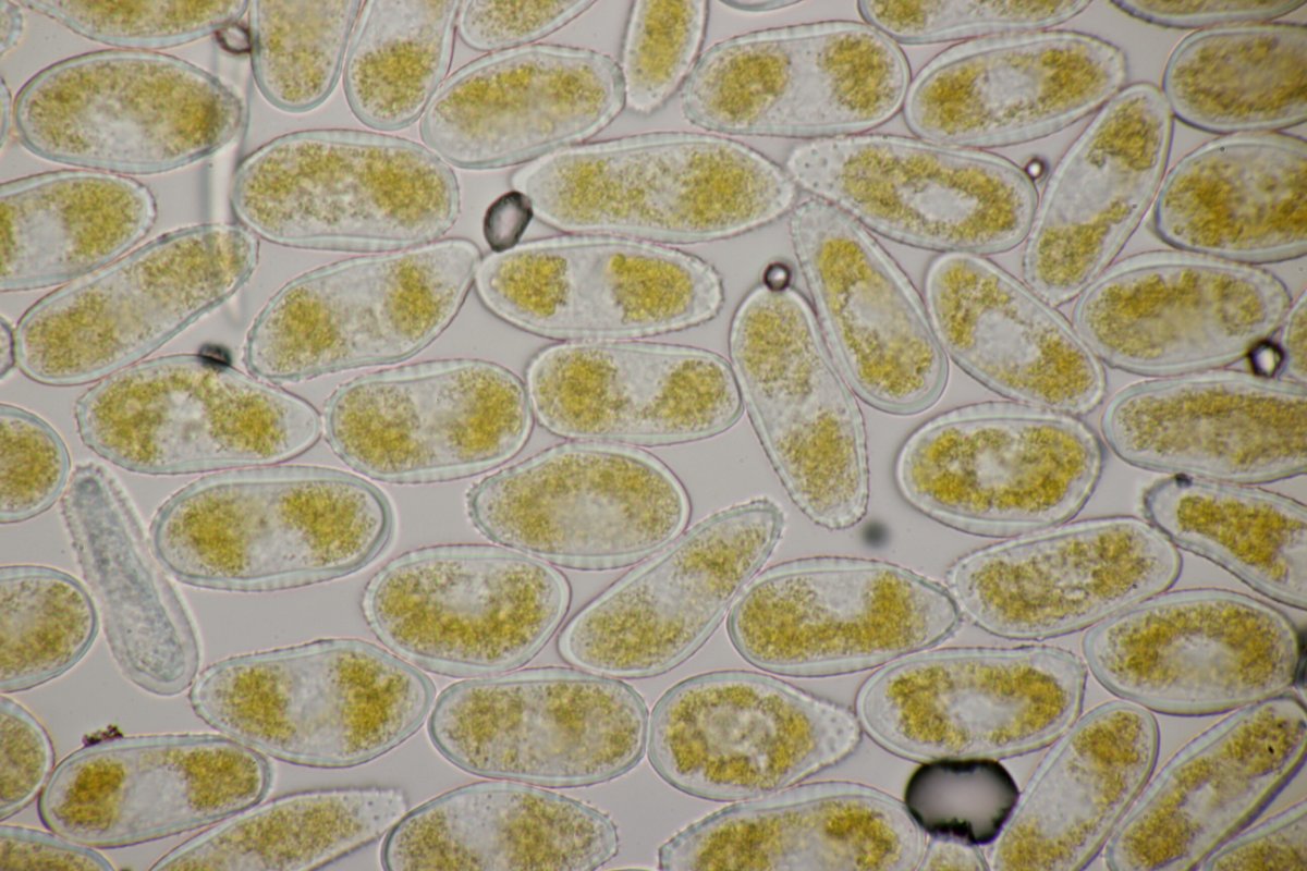 Zeche Zollverein-0088.JPG