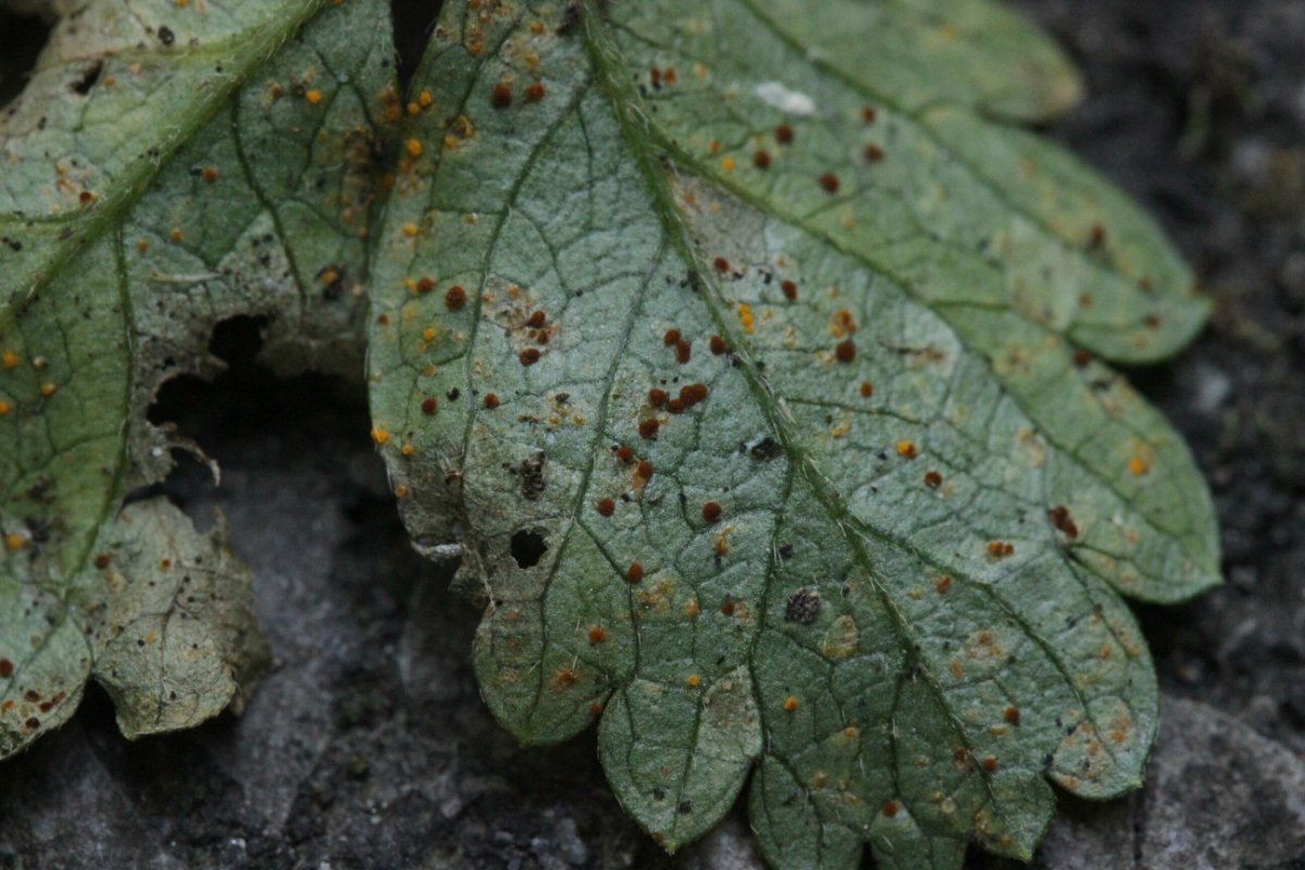 Zeche Zollverein-0030.JPG