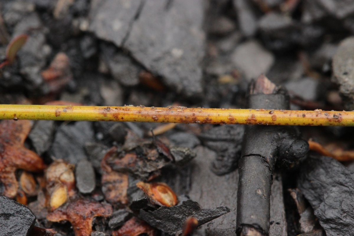 Zeche Zollverein-0011.JPG