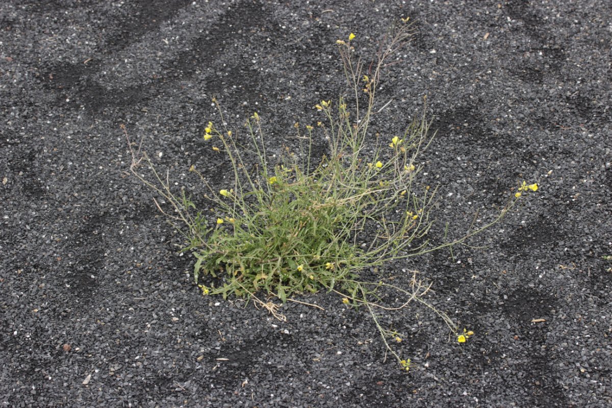 Zeche Zollverein-0016.JPG