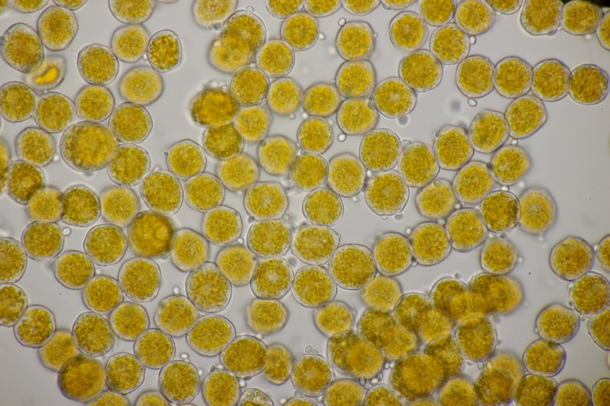 Zeche Zollverein-0050.JPG