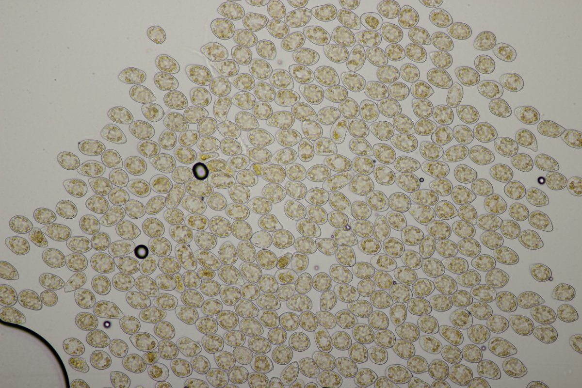 Zeche Zollverein-0077.JPG