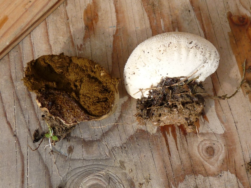 Keine Birne, keine Flasche, kein Stiel