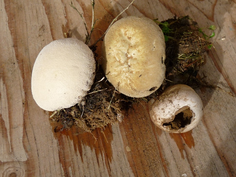 3 Pilze in drei verschiedenen Altersstadien