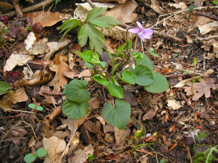 Wald-Veilchen.JPG
