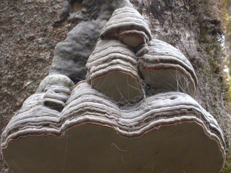 Fomes_fomentarius_DSCN2059.jpg