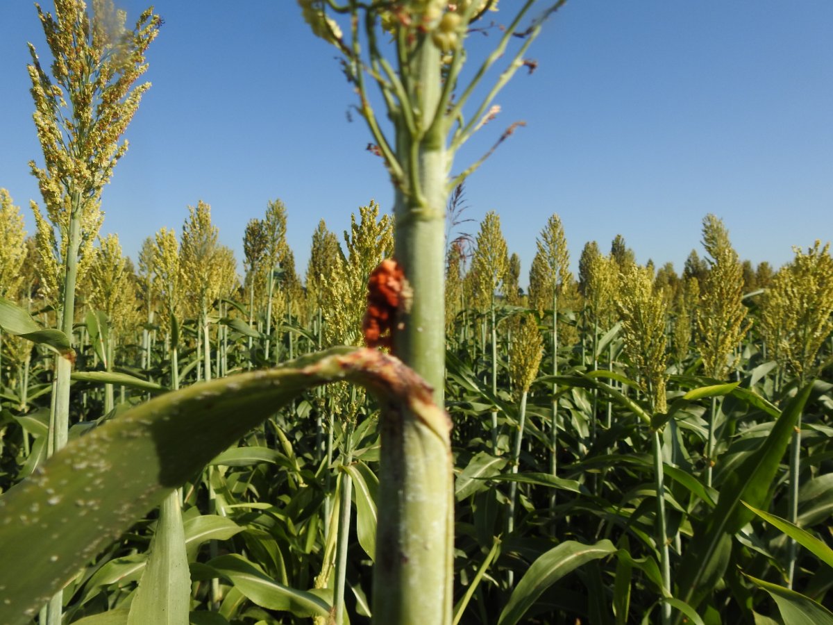 Rostpilz Sorghum bicolor.JPG