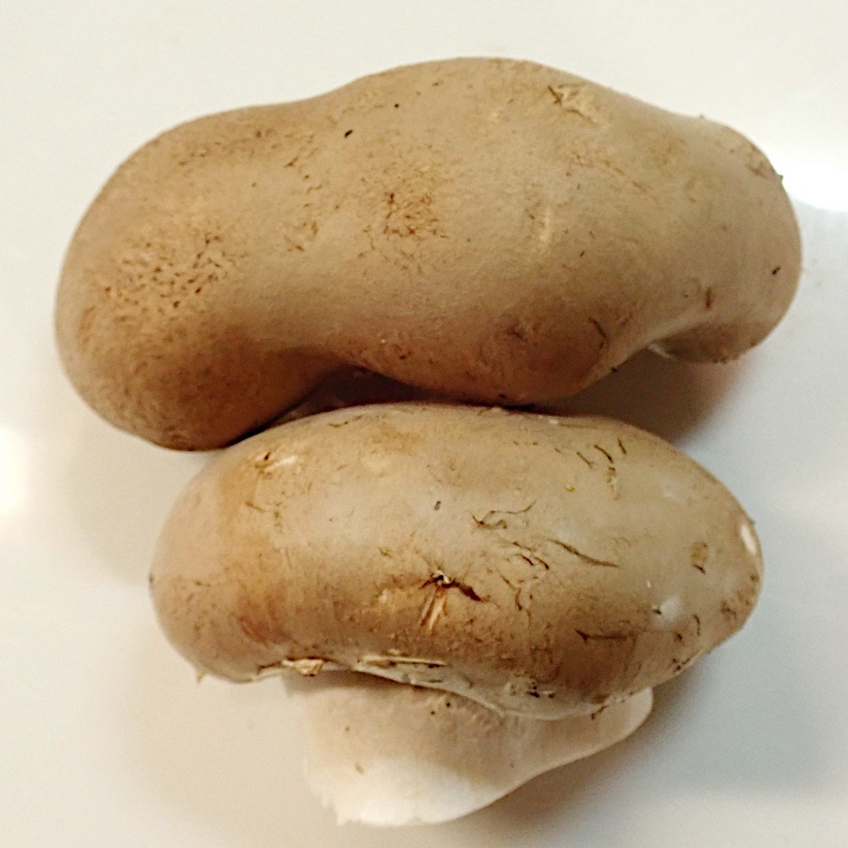 Agaricus bisporus-c_02-2021.jpg