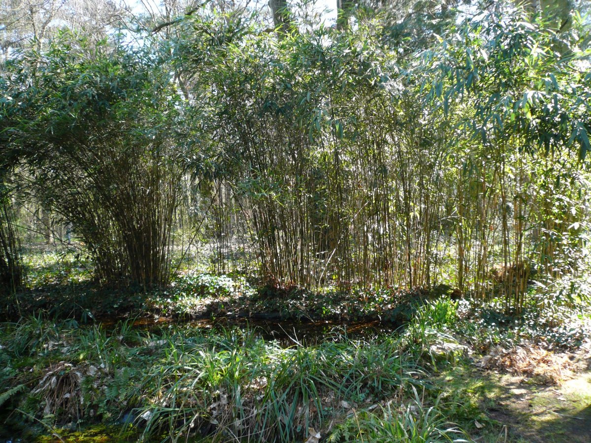 Bambus 31.03.21 Kaldenkirchen Sequoiafarm 1.jpg