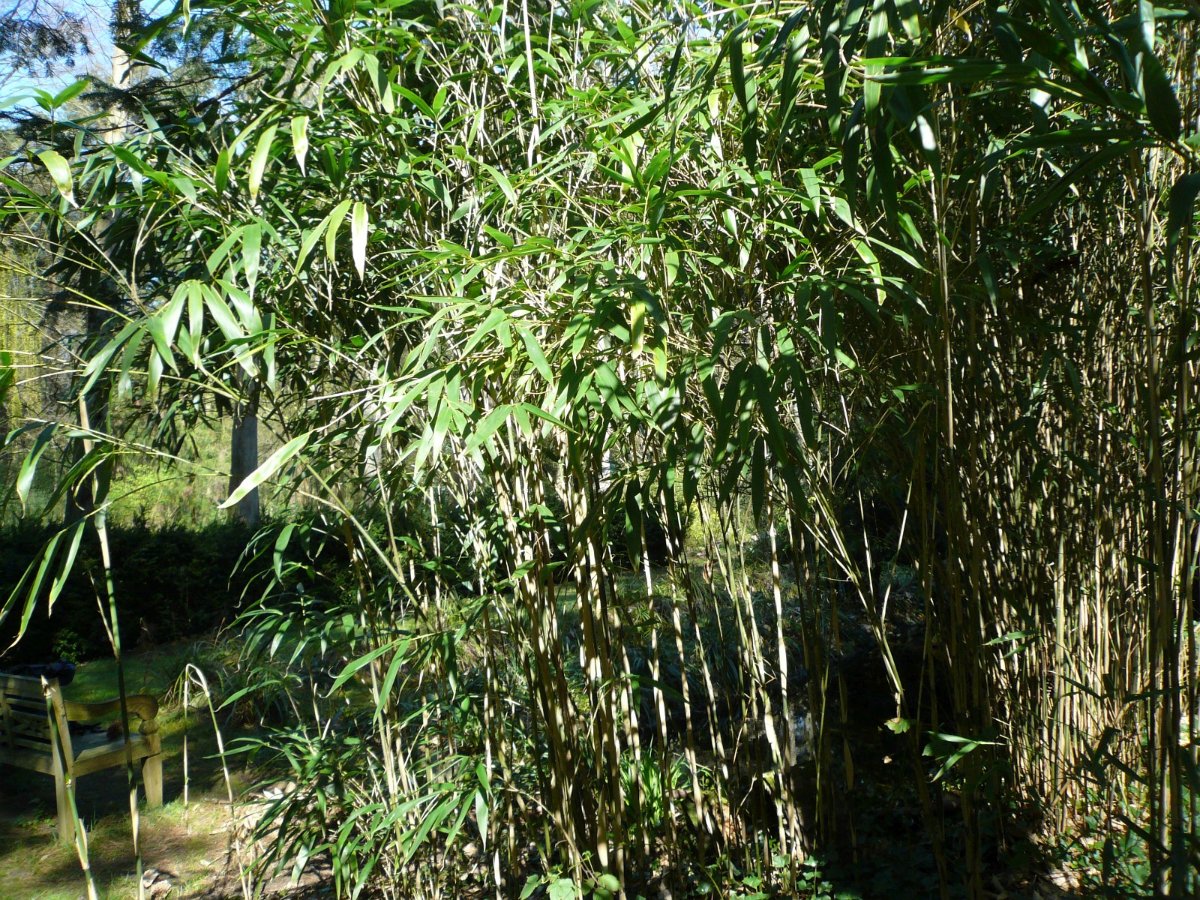 Bambus 31.03.21 Kaldenkirchen Sequoiafarm 2.jpg