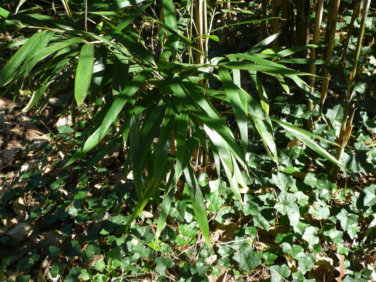 Bambus 31.03.21 Kaldenkirchen Sequoiafarm 3.jpg