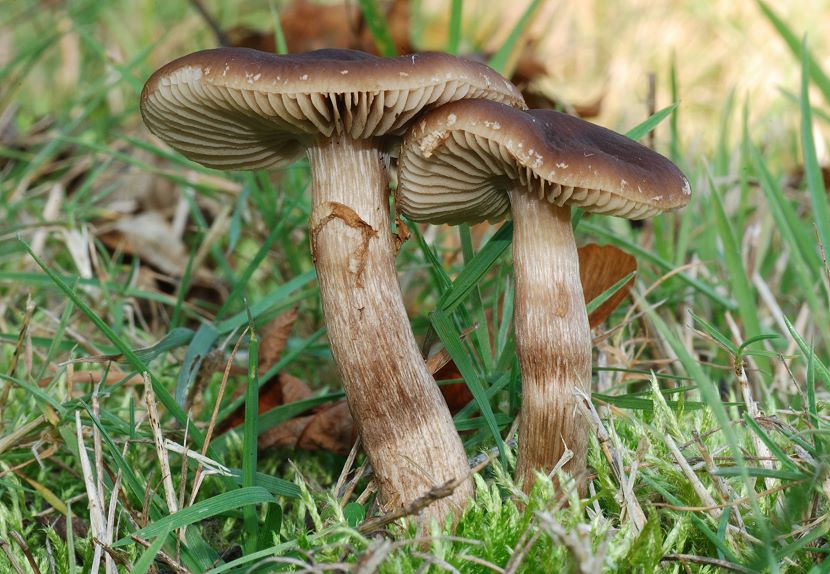 Agrocybe_eribia002.jpg