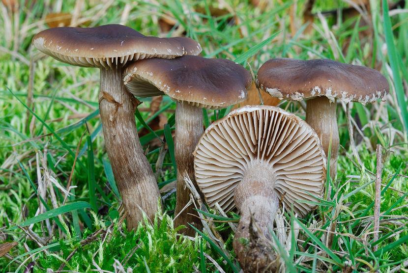 Agrocybe_eribia001.jpg