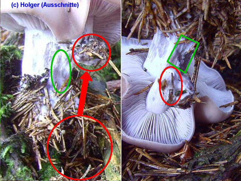 LepistaNuda(Ausschnitte).jpg