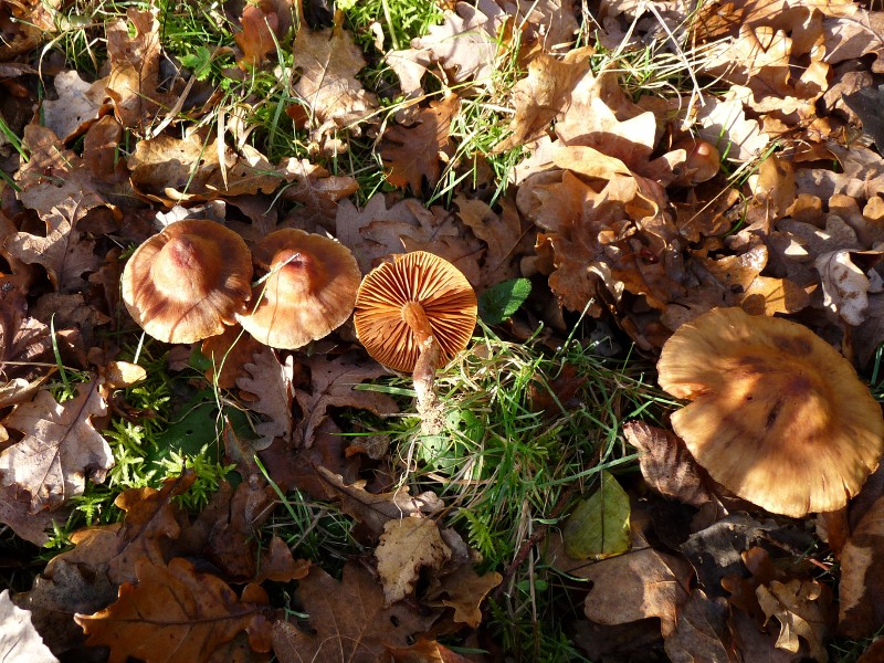 P1000782Pilz3scal800.JPG