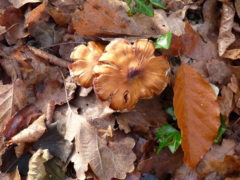 P1000784Pilz3scal800.JPG