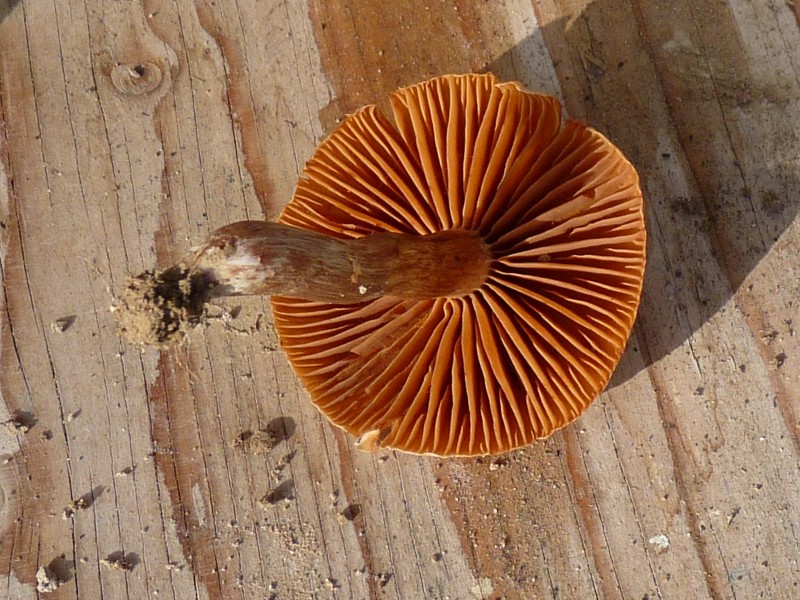 P1000787Pilz3scal800.JPG