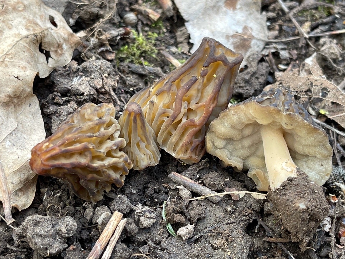 Morchella semilibera - Halbfreie-/Käppchen-Morchel