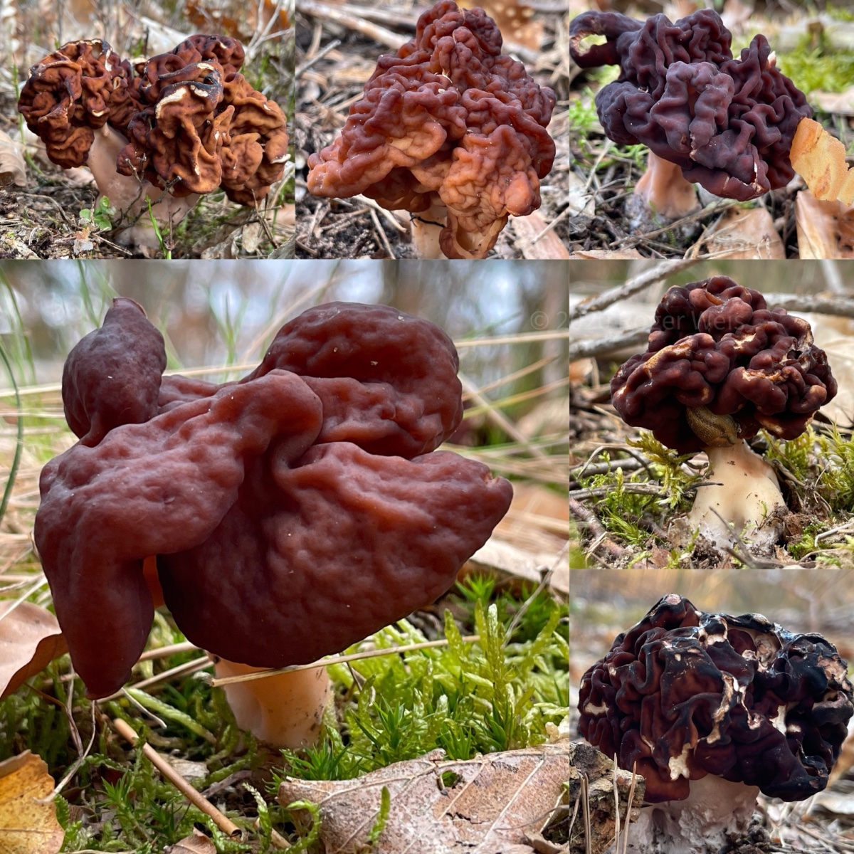 Gyromitra esculenta