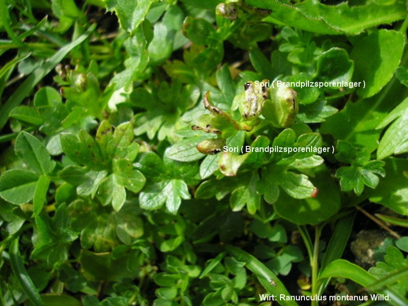 4-Urocystis ranunculi-1.6.1.3.3.69c-JK.JPG