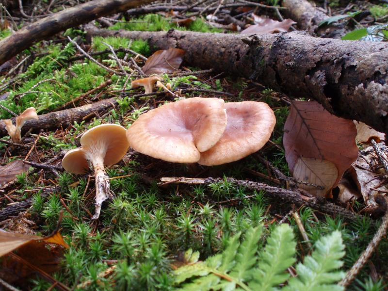 Lepista inversa - fuchsiger Rötelritterling