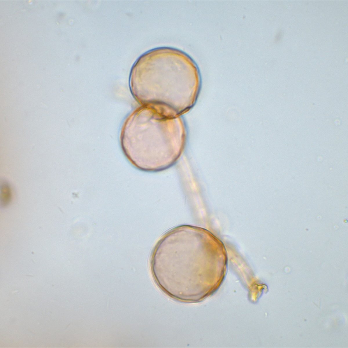 8 Bearbeitung  Coprinus Micaceus  Velum 12 40x.jpg