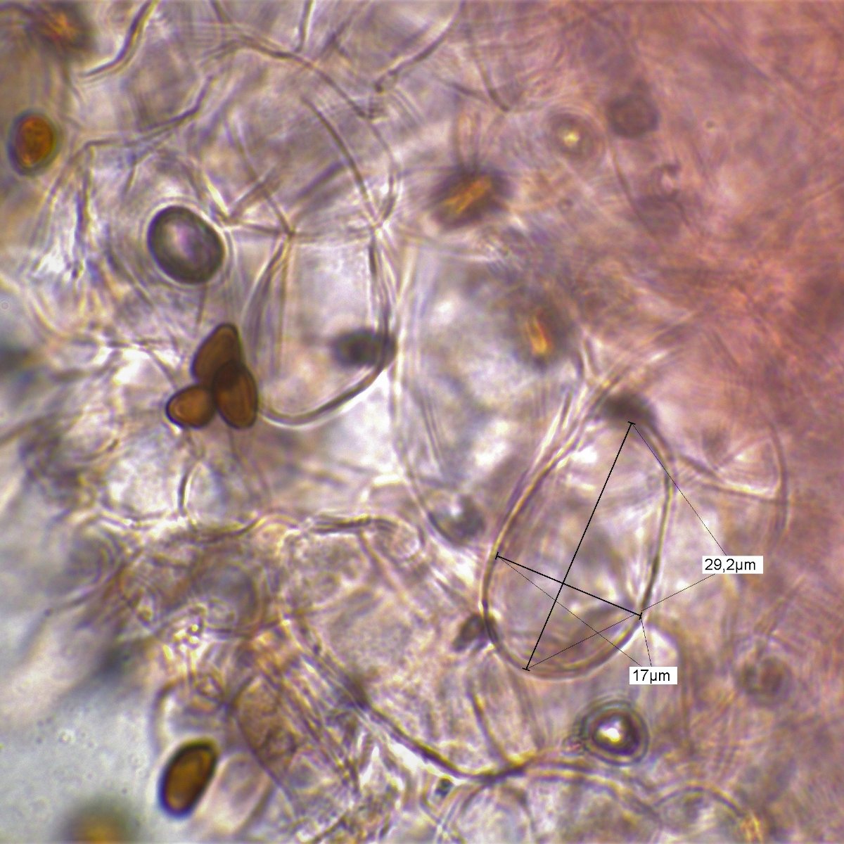 Bearbeitung Messung Coprinus micaceus Hymenium 7 100 Öl-2.jpg