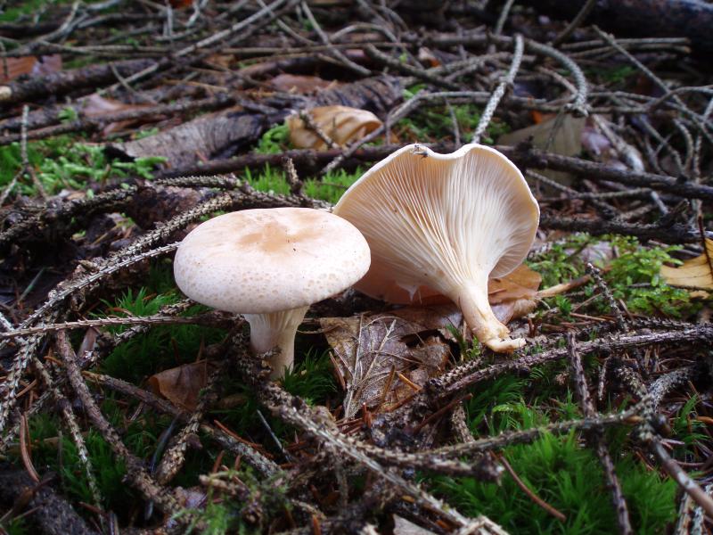 Lepista gilva - wasserfleckiger Rötelritterling