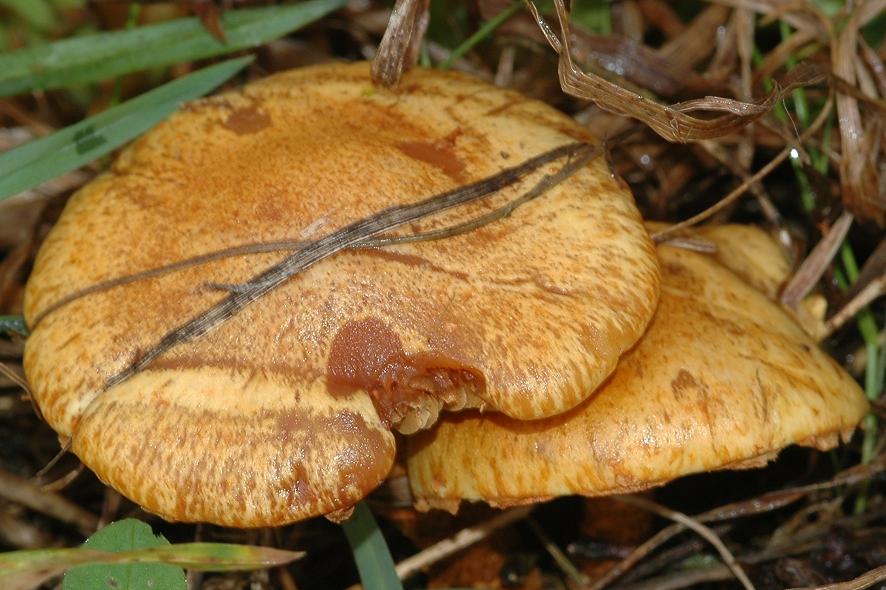 DSC_4256 Ausschnitt 50 %.JPG