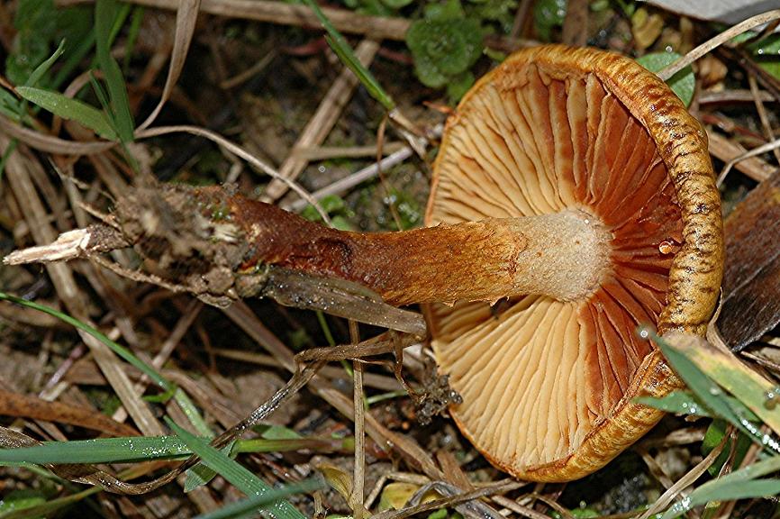 DSC_4264 Ausschnitt, Schärfe, verkleinert.JPG