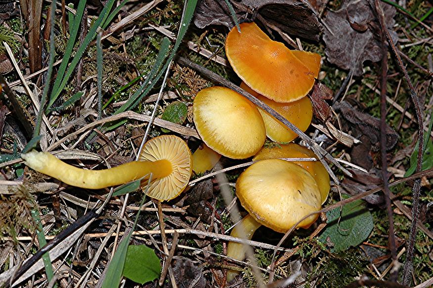 DSC_4425 Saftling, Ausschnitt, Schärfe 35 %.JPG